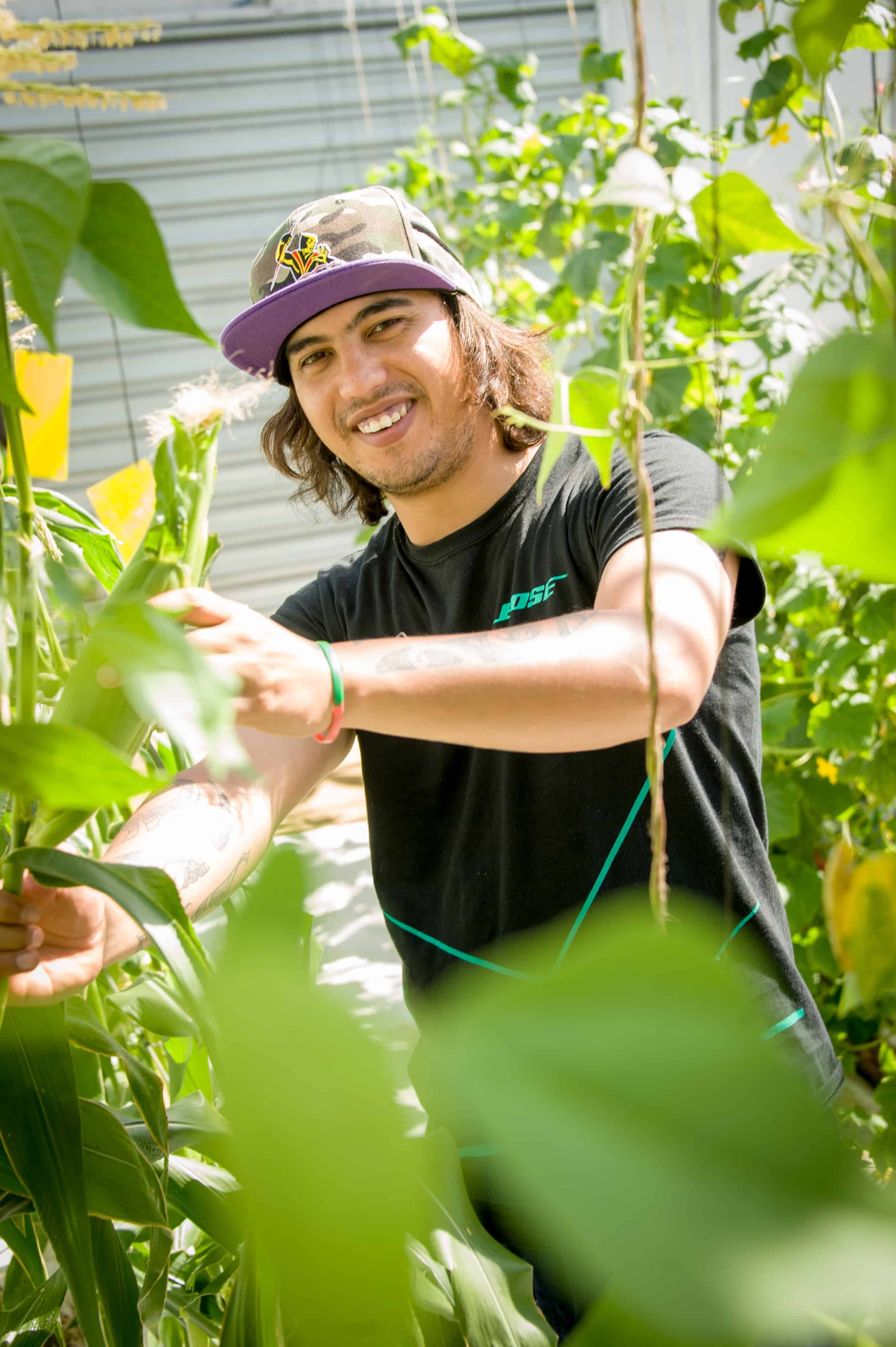 Tomato growing in uganda picture