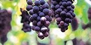 grapes-and-wine
