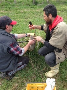 Horticulture students grafting a Monty's Surprise onto a Braeburn root stock
