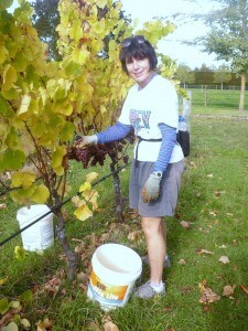 Catherine Hardiman at work over harvest. 