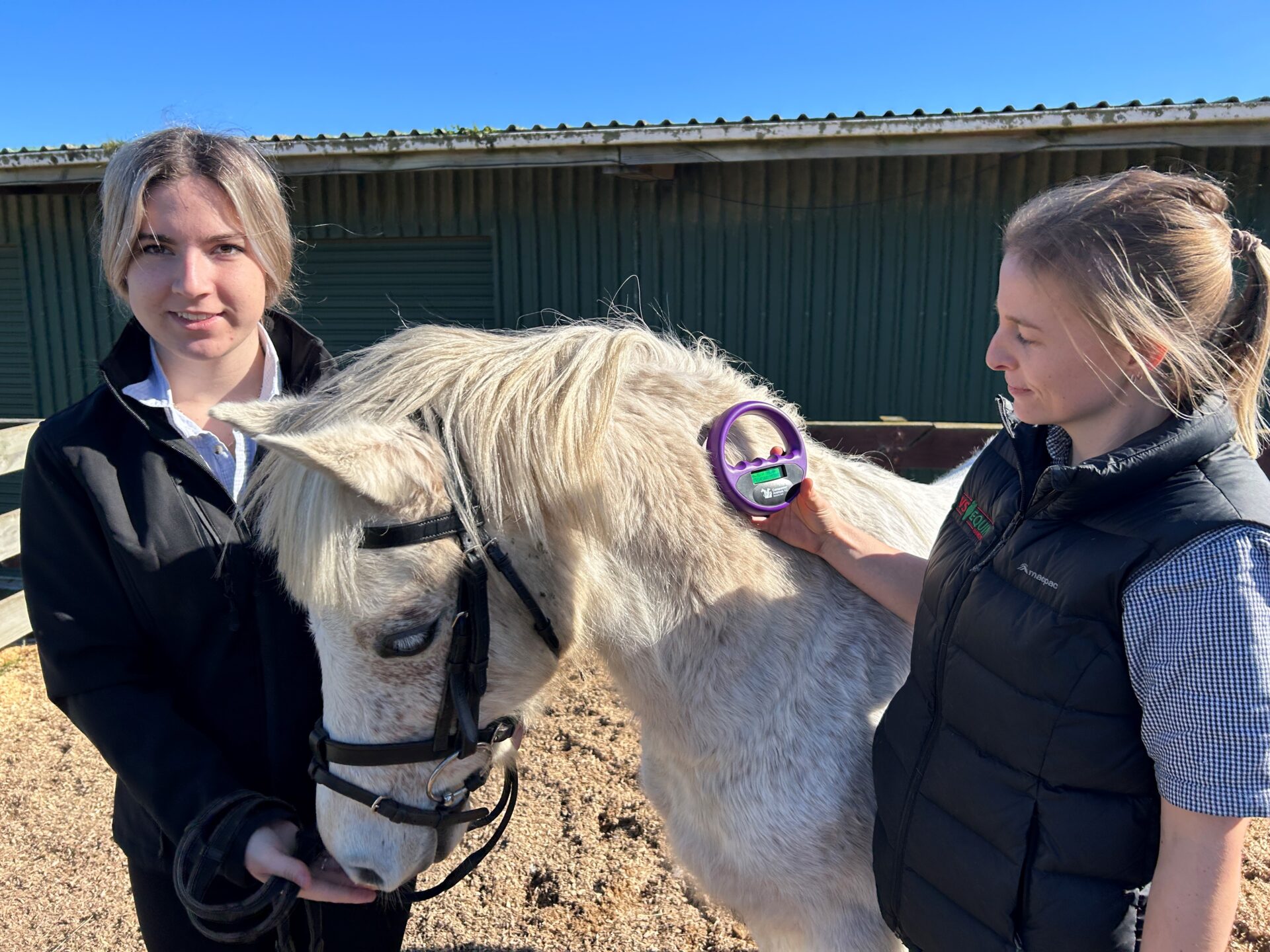 Horses microchipped as part of EQuiChip Initiative by EIT Te Pūkenga